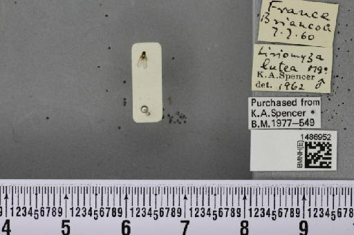 Liriomyza lutea (Meigen, 1830) - BMNHE_1486952_50555