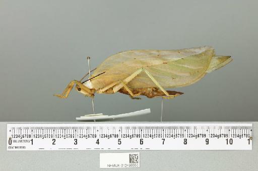 Onomarchus cretaceus (Serville, 1838) - 012496553_reverse