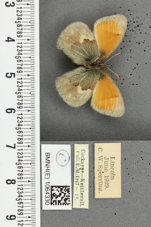 Coenonympha pamphilus ab. caeca Oberthür, 1896 - BMNHE_1064330_25461