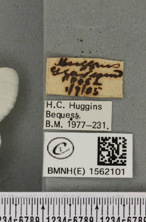 Euproctis similis (Fuessly, 1775) - BMNHE_1562101_label_254137