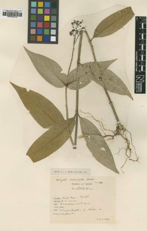 Hedyotis diversifolia Geddes - BM000945150