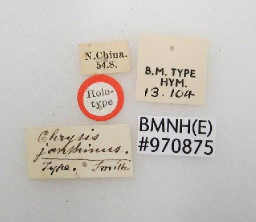 Chrysis janthina Smith, F., 1874 - Chrysis_janthina-BMNH(E)#970875_type-labels