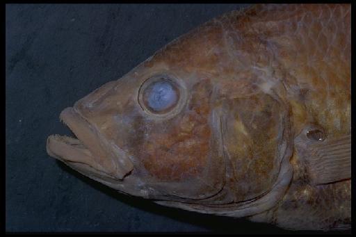 Haplochromis nyanzae Greenwood, 1962 - Haplochromis nyanzae; 1962.3.2.495