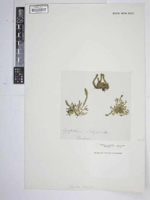 Selaginella selaginoides (L.) P.Beauv. ex Schrank & Mart. - BM001185359