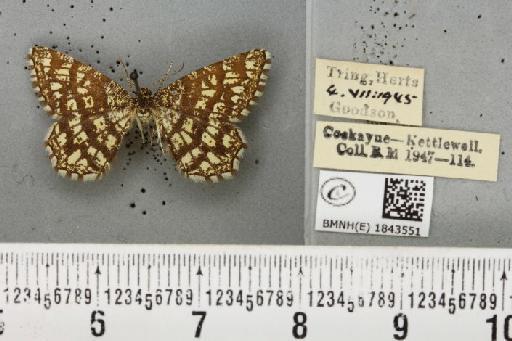 Chiasmia clathrata clathrata (Linnaeus, 1758) - BMNHE_1843551_423882