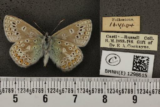 Polyommatus icarus icarus ab. transiens Tutt, 1910 - BMNHE_1298615_149373