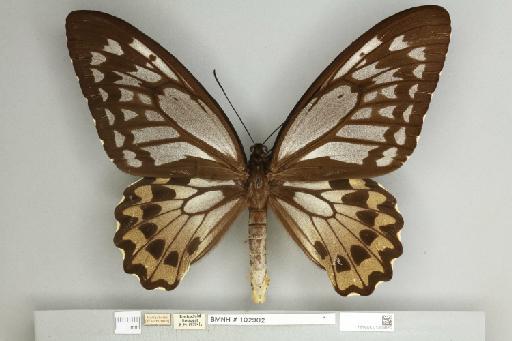 Ornithoptera croesus lydius Felder, 1865 - 013604952__