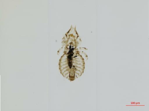 Bizarrifrons meinertzhageni Eichler, 1938 - 010668864__2017_07_28-Scene-1-ScanRegion0