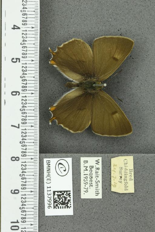 Thecla betulae ab. unicolor Tutt, 1907 - BMNHE_1137996_95152