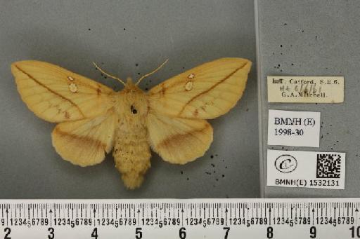 Euthrix potatoria (Linnaeus, 1758) - BMNHE_1532131_197606