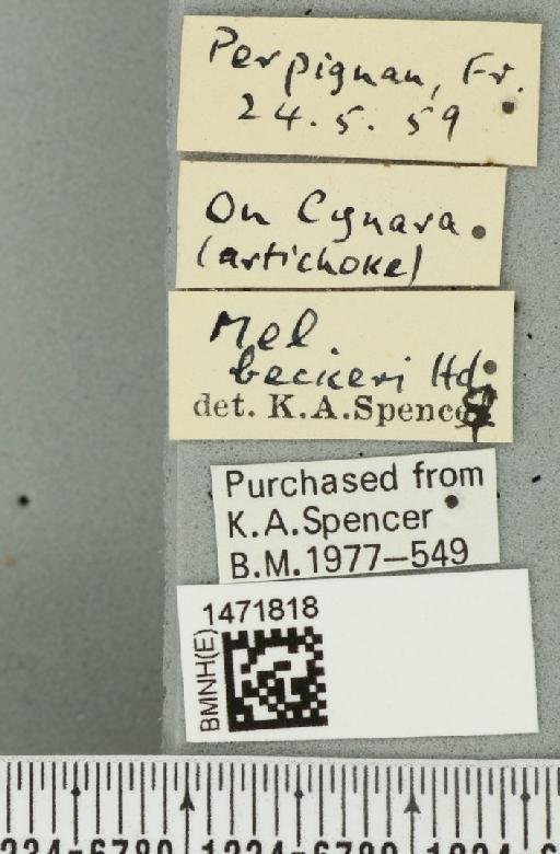 Ophiomyia beckeri (Hendel, 1923) - BMNHE_1471818_label_47033