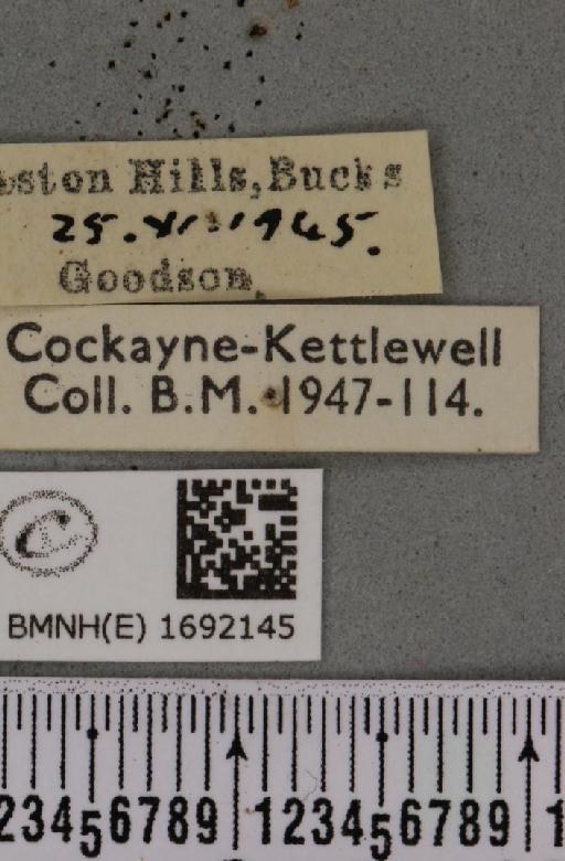 Nola cucullatella (Linnaeus, 1758) - BMNHE_1692145_label_291693