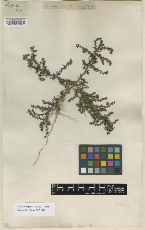 Salsola tragus subsp. tragus L. - BM000016634
