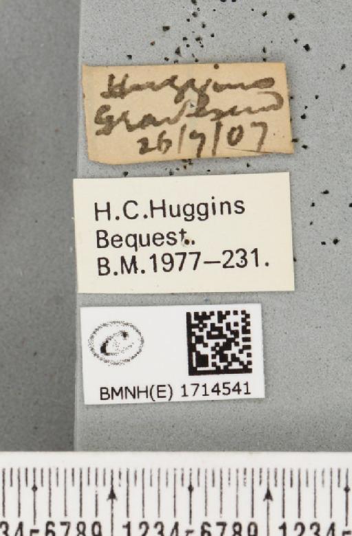 Scopula imitaria (Hübner, 1799) - BMNHE_1714541_label_269925