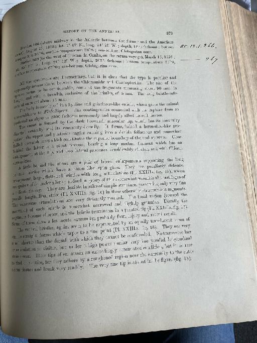 Aricia platycephala McIntosh, 1885 - Challenger Polychaete Scans of Book 219