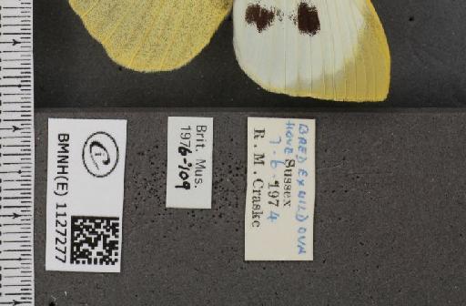 Pieris brassicae ab. fasciata Kiefer, 1918 - BMNHE_1127277_label_84494