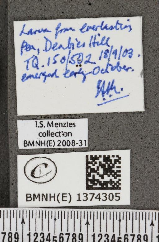Lampides boeticus (Linnaeus, 1767) - BMNHE_1374305_label_167647