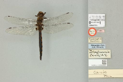 Tetragoneuria canis McLachlan, 1886 - 013324321_dorsal