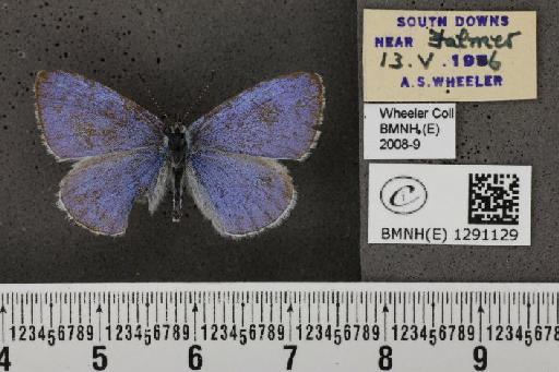 Celastrina argiolus britanna (Verity, 1919) - BMNHE_1291129_128582