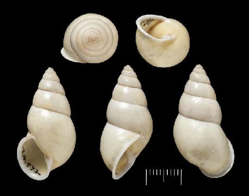 Amphidromus sinensis var. vicaria Fulton, 1896 - 1888.12.4.971-975, SYNTYPES, Amphidromus sinensis var. vicaria Fulton, 1896 -