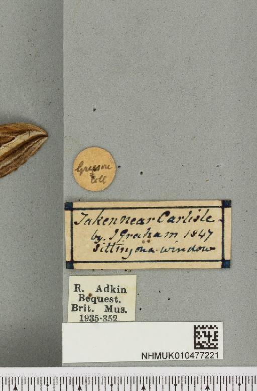 Hippotion celerio (Linnaeus, 1758) - NHMUK_010477221_label_534826