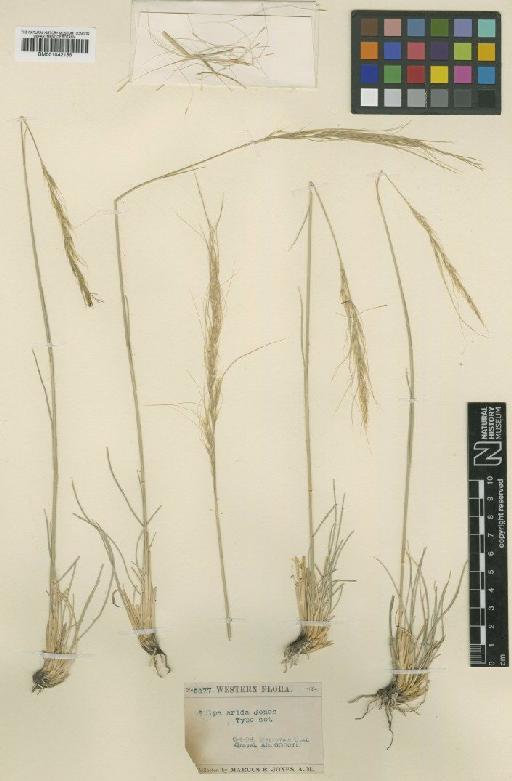 Stipa arida M.E.Jones - BM001042155