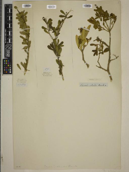 Capparis oleoides - BM010755158
