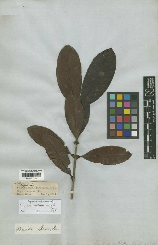 Eugenia cachoeirensis Berg - BM000799562