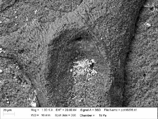 Zigzagopora wigleyensis Wilson & Taylor, 2016 - NHM-UK_P_BZ7752_3_M_1