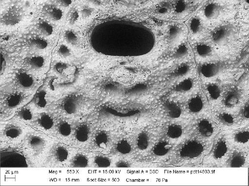 Cellepora umbilicata Lonsdale, 1845 - PI D 53195 - Cellepora umbilicata