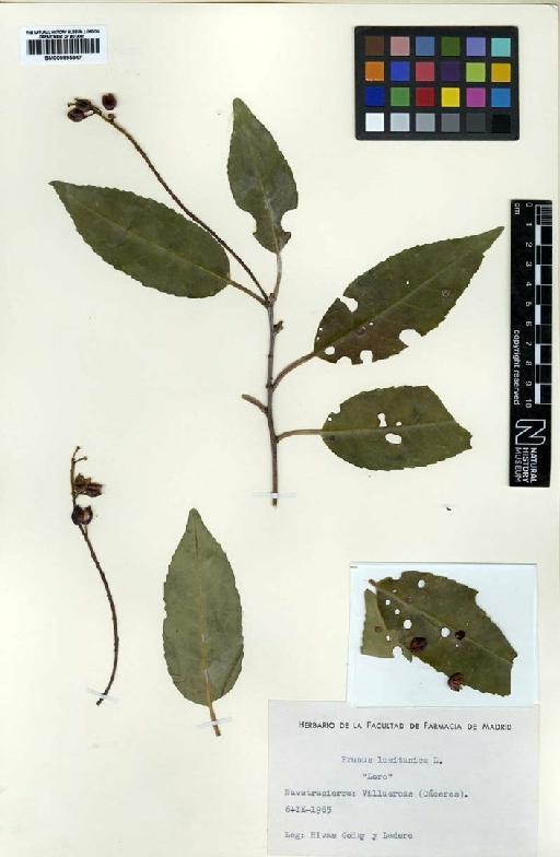Prunus lusitanica L. - 000895847