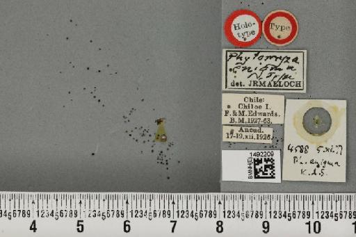 Phytomyza enigma Malloch, 1934 - BMNHE_1492209_53877