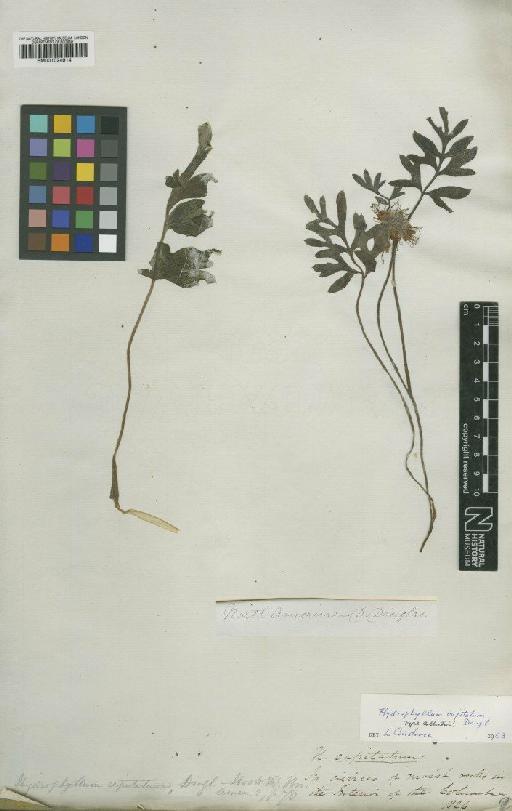 Hydrophyllum capitatum Douglas ex Benth. - BM001024914