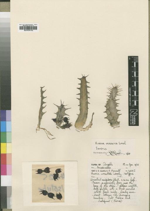 Huernia urceolata Leach - BM000930122