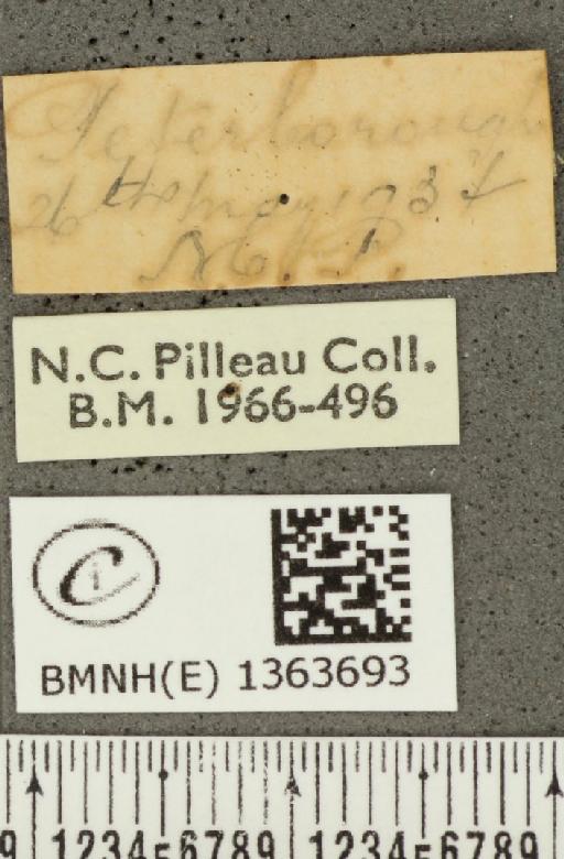 Carterocephalus palaemon (Pallas, 1771) - BMNHE_1363693_label_175859