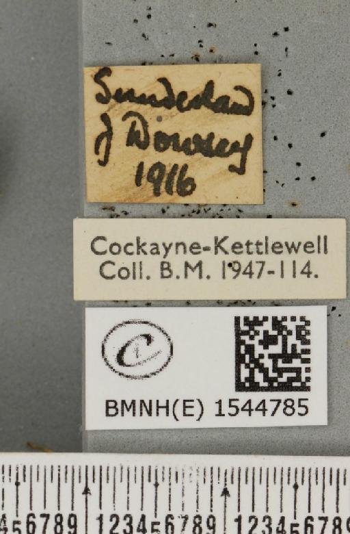 Tethea or or ab. albigensis Warnecke, 1908 - BMNHE_1544785_label_236165