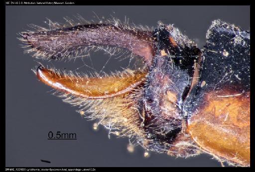 Lyriothemis tricolor Ris, 1916 - BMNHE_1201869-Lyriothemis_tricolor-Specimen-Anal_appendage-Lateral-3.2x