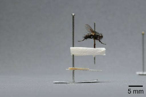 Sarcophaga (Myorhina) nigriventris Meigen, 1826 - 015092041_lateral