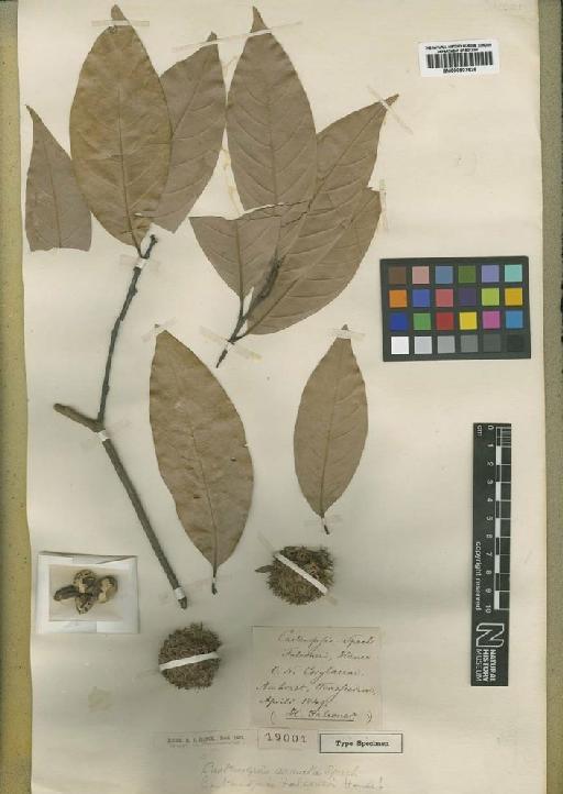 Castanopsis armata Spach - BM000907528