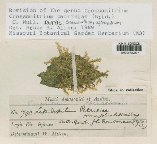 Crossomitrium patrisiae (Brid.) Müll.Hal. - BM000722837