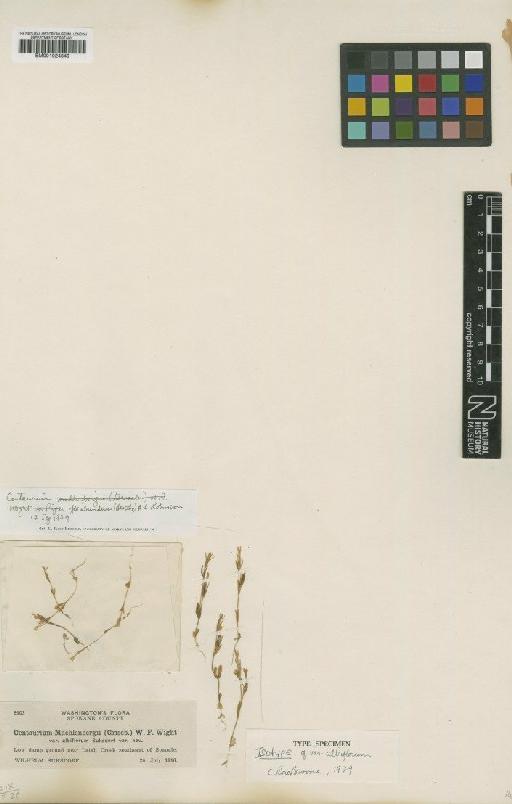 Centaurium floribundum (Benth.) B.L.Rob. - BM001024849