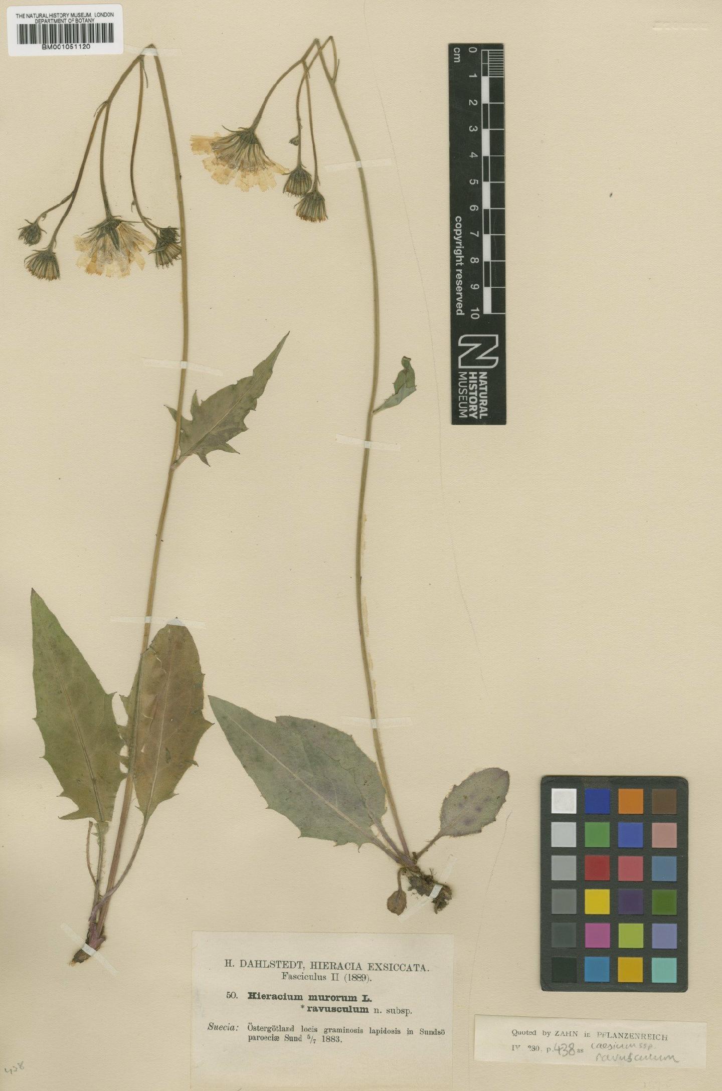 To NHMUK collection (Hieracium caesium subsp. ravusculum (Dahlst.) Zahn; TYPE; NHMUK:ecatalogue:2421473)