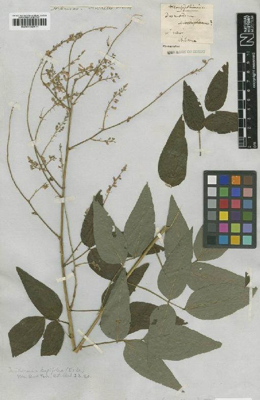 Desmodium longifolium Nutt. ex Torr. & A.Gray - BM001042811