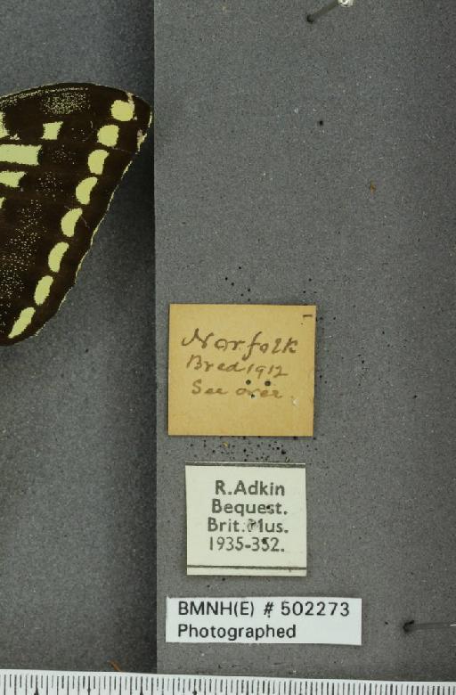 Papilio machaon britannicus Seitz, 1907 - BMNHE_502273_label_63952