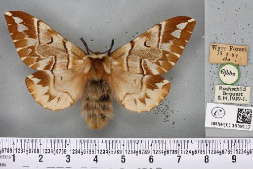 Endromis versicolora (Linnaeus, 1758) - BMNHE_1639117_202875
