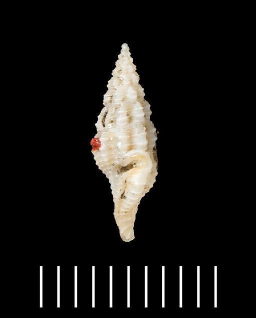 Clavatula spurca Hinds, 1843 - 1879.2.26.53_b