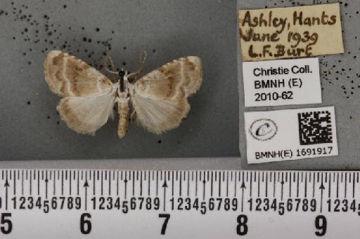 Meganola albula (Denis & Schiffermüller, 1775) - BMNHE_1691917_291438