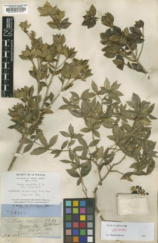 Alyxia ruscifolia R.Br. - BM000508526