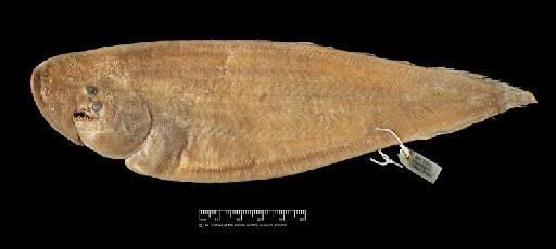 Paraplagusia robinsoni (Regan, 1919) - BMNH 1919.4.1.34, HOLOTYPE, Plagusia robinsoni