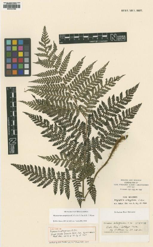 Megalastrum atrogriseum (C.Chr.) A.R.Sm. & R.C.Moran - BM000921530